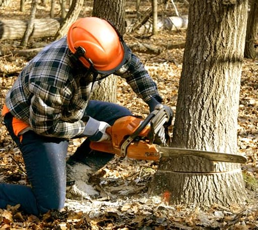 Tree Removal in Wilkinson, WV